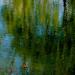 L’étang de Giverny un après-midi de printemps